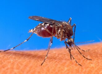 ¿Qué hacer cuando una persona tiene dengue?: conocé los síntomas y las prevenciones