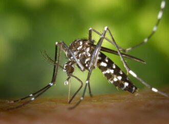 Brote de dengue en el AMBA: aseguran que podrían circular hasta abril