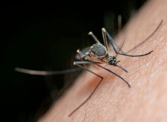 Brote de dengue en Córdoba: dos mujeres murieron y hay más 3400 casos
